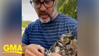 'We're not keeping him!' Wisconsin couple has hilarious discussion while rescuing owl l GMA