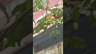 Tamarillo tree #youtubeshorts