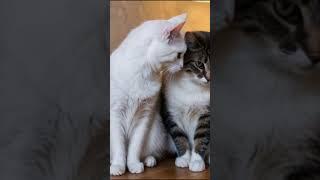 Cutest Cats Ever| Adorable Cat Compilation #cat #catlover #cuteanimals #laughoutloudpets #cute #pets