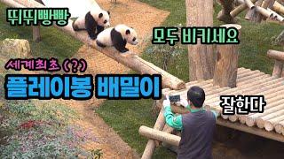 에버랜드 판다월드 뛰뛰빵빵! 플레이봉 정복에 나선 루이 후이바오와 흐뭇한 표정의 강철원 사육사! 신나서 눈밭 뛰어다니는 맏언니 푸바오까지! Baby Panda Fu Bao