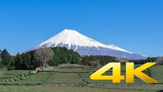 Obuchi Sasaba : Mt. Fuji and Green Tea fields - Shizuoka - 大淵笹場 : 茶畑と富士山 - 4K Ultra HD