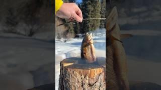 winter fishing #survival #outdoorcooking #outdoors #fishing #fish #winter #food #nature