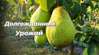 Осенняя груша сорт Ноябрьская. Первый урожай