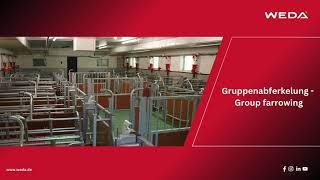 WEDA Gruppenabferkelung - Group farrowing