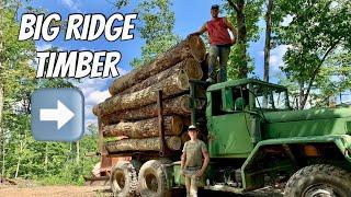 BIG TIMBER ON A NARROW RIDGE