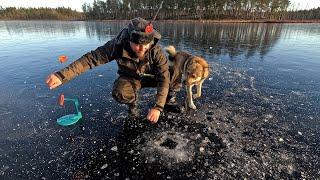 ОСТАВИЛ ЖЕРЛИЦЫ БЕЗ ПРИСМОТРА И ОБАЛДЕЛ. РЫБАЛКА ПО ПЕРВОМУ ЛЬДУ. ПЕРВЫЙ ЛЁД 2024. ЖЕРЛИЦЫ И ЩУКИ