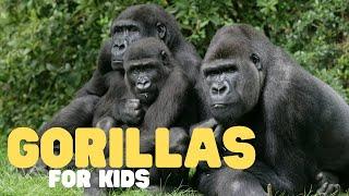 Gorillas for Kids | Learn all about these gentle giants!