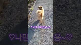귀요미 강아지, 돌쇠가 깡총~씰룩~길 안내해요. 돌쇠 멋져용~ #귀요미 강아지 #귀여운 강아지 #귀여운 강아지일상 #강아지산책 #멍멍이  #힐링 #cute #힐링영상 #천재견