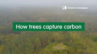 How trees capture carbon