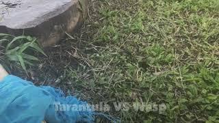 Tarantula VS Wasp - Belize Off-Grid Family