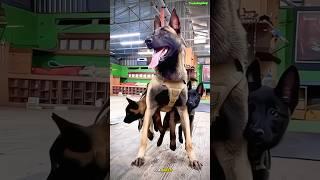 America K9 Dog #k9 #dogsofyoutube  #dogstraining #dog #tactical #trending #trainingdog