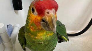 Rocky the Elderly Parrot Gets Pampered