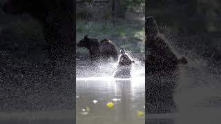 Grizzly Bear 399 & cub-Photography-Jackson/Grand Tetons/Yellowstone/#shorts #wildlife  #best #bear