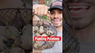 Some unhinged potato planting #gardening #farming #abundance