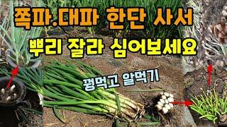 쪽파.대파뿌리 버리지 말고 심어보세요 쪽파는씨앗까지 수확할 수 있어요 꿩먹고 알먹기 쪽파대파뿌리심어키우는법