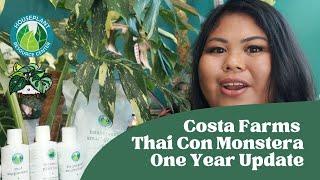 Costa Farms Thai Con Monstera  One Year Update with Houseplant Resource Center