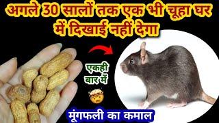 बिना दवाई मूंगफली से चूहे भगाने का घरेलू तरीका  rid of mouse/ chuhe bhagane ka tarika