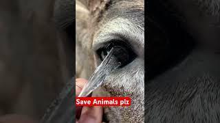 Do not kill animals, save animals please #saveanimals #animals