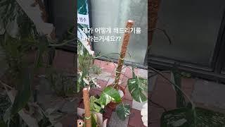 식물을 위해서라면 뭐든 다해주는 알보의 왕 노크 #몬스테라알보 #plants #식물 #monstera #분갈이 #알보의왕