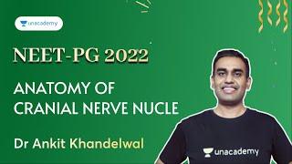 NEET PG 2022 | Anatomy Of Cranial Nerve NucleiI | Dr Ankit Khandelwal