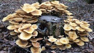 Foraging Edible Honey Mushrooms - Identifying and Cooking Armilleria Mellea