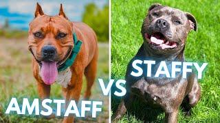 American Staffordshire Terrier vs Staffordshire Bull Terrier - Dog Breed Comparison