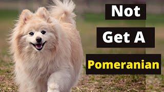 6 Reasons Why You Should Not Own a Pomeranian