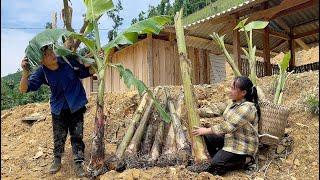 Plant many banana trees around the house,To make food, Life free with nature.|Phuc and Sua