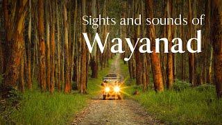 Wayanad, A Tourist's Delight | Kerala Tourism | #DreamDestinations