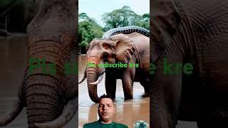 #elephant #wildlife #nature #shortfeed #animals #ajgarshorts #anaconda #shortfeed #shorts #short