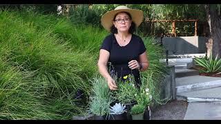 Waterwise Garden Trends with Sarah Smith