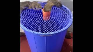 Rat trap with plastic bucket