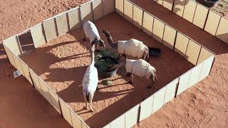 Camel Hotel Pops Up in Desert of Saudi Arabia