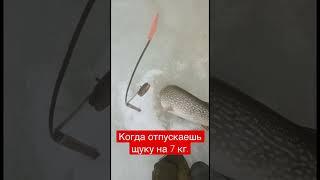 Друг выпускает щуку на 7 кг.  #жерлицы, #зимняяжерлица, #fishing #ловлянажерлицы, #fish