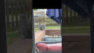 Franklin vs. Squirrel—The Calm Before the Chase! #dog