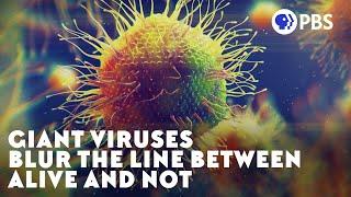 Giant Viruses Blur The Line Between Alive and Not