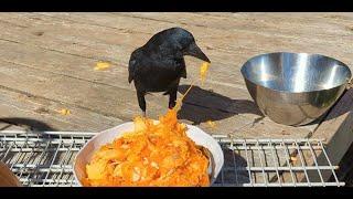 Baby Crow Helping Grandma Carve Halloween Pumpkins