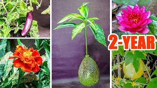 Plant Growing Time Lapse Compilation - 2 Years In 8 Mins