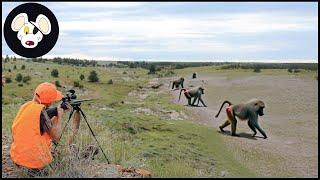 The Ultimate Baboon Hunt – How African Hunters Face Off Against The Smartest Primates In The Wild