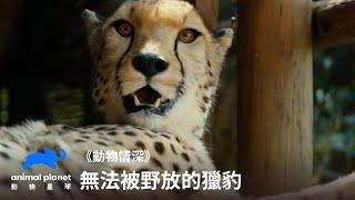 無法被野放的獵豹，卻孕育出野生獵豹的希望。｜動物情深｜動物星球頻道