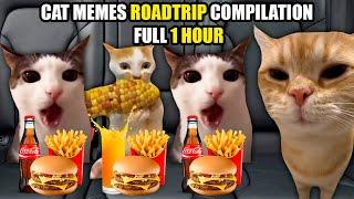 Cat MEMES Roadtrip Compilation Full 1 Hour