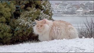 Snowy Saturday ~ Possible Overachiever Boston ~ New Arctic Front Incoming ~ Weather Geek & His Pets