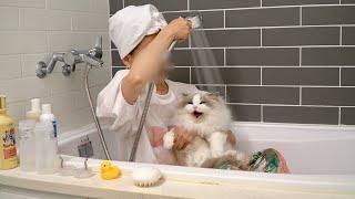 The world's best bathing champion cat