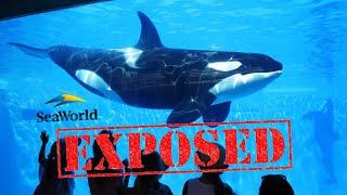 The Ugly Truth About SeaWorld - What They Don’t Want You To Know