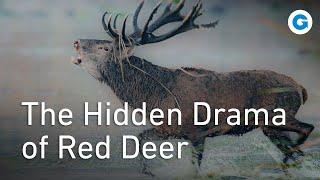 Red Deer: Hidden Cameras Capture Rare Moments | Full Wildlife Documentary