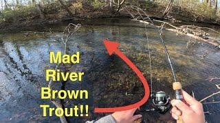 Wading The Mad River, Fishing For Ohio Brown Trout!!