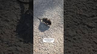 Как крошечная пася попала ко мне ️