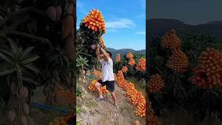 (paid promotion available)  Trends and Innovations in fruit Farming#84#shortvideo .....