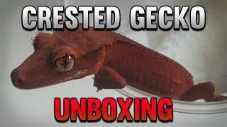 Unboxing 4 New High End Red Crested Geckos!