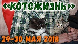 КОТОЖИЗНЬ!  29-30 мая 2018